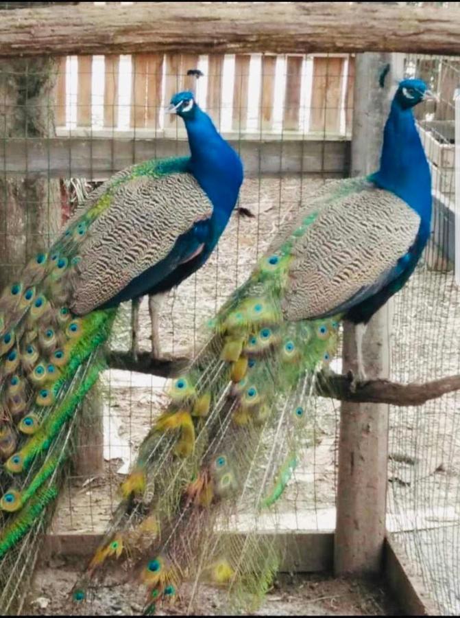הוילה Trinitapoli Agriturismo Il Mulino מראה חיצוני תמונה