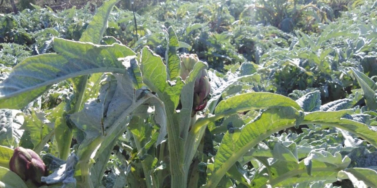 הוילה Trinitapoli Agriturismo Il Mulino מראה חיצוני תמונה